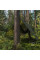 Тент камуфляж CAMOforest, 8х12м, 90 г/м², PLCF908/12
