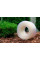 Шланг пвх харчовий Presto-PS Сrystal Tube діаметр 18 мм, довжина 50 м з маркуванням метражу (PVH 18 PS)