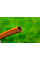 Шланг NEO Tools 15-800 Economic, діаметр 1/2", довжина 20 м, 4-шаровий, довговічний