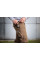 Робочі штани Mix&Match Canvas NEO TOOLS 81-287-1, коричневі, кишені для інструментів XL