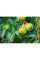 Сітка для захисту від птахів, DIAMOND, 20 г/м², ткана, 15 x 15 мм, 15 x 15 м, AS-BN20151515015